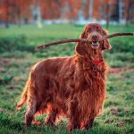 Irish Red Setter