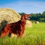 Irish-setter-dog-Description-features-types-care-and-keeping-breed-10