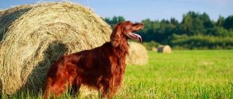 Irish-setter-dog-Description-features-types-care-and-keeping-breed-10