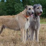 Irish-wolfhound-dog-Description-features-types-care-and-price-breed-2