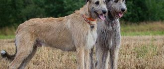 Irish-wolfhound-dog-Description-features-types-care-and-price-breed-2