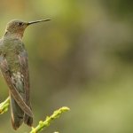 gigantic hummingbird