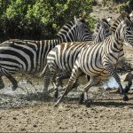 Frightened zebras