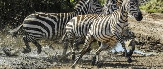 Frightened zebras