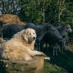 History of the origin and development of herding dogs