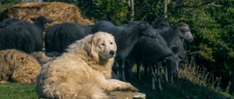 History of the origin and development of herding dogs