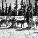 History of the origin of the Husky breed