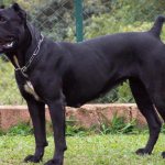 italian mastiff