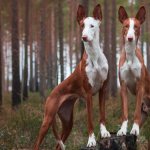 Ibizan Greyhound