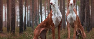 Ibizan Greyhound