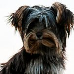 Due to the long hair, the Yorkie&#39;s ears may not hold up properly.