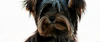 Due to the long hair, the Yorkie&#39;s ears may not hold up properly.