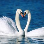 Graceful swans: description and habitats