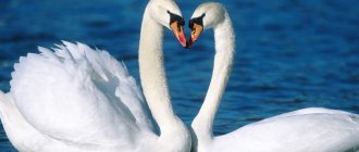 Graceful swans: description and habitats