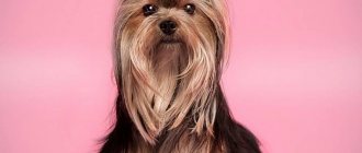 Yorkshire Terriers