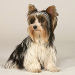 Yorkshire Terrier at a photo shoot