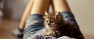 Why does a woman dream of small kittens, read the article