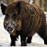 wild boar in winter