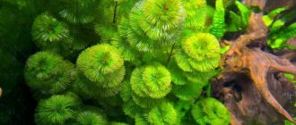 Cabomba is a grass with unusual feathery leaf blades.