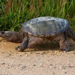 snapping turtle