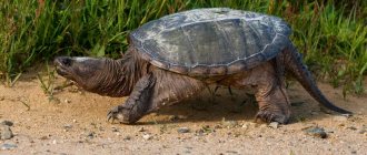 snapping turtle