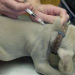 How to give a dog an injection