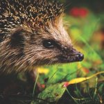 How do hedgehogs reproduce?