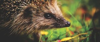 How do hedgehogs reproduce?