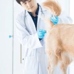 How to measure a dog&#39;s temperature