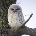 how to feed a tawny owl chick