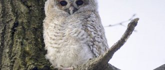 how to feed a tawny owl chick