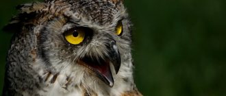 How an eagle owl screams