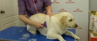 How to bathe a Labrador retriever in a grooming salon