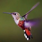 How does a hummingbird fly?