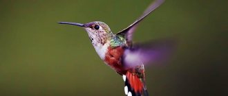 How does a hummingbird fly?