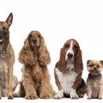 What can you name a dog? Choosing the right name for a puppy 