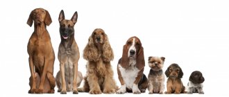 What can you name a dog? Choosing the right name for a puppy 