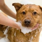 How to Shampoo a Dog