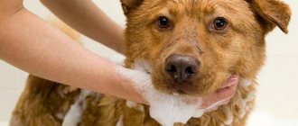 How to Shampoo a Dog