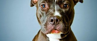 How to name a pit bull boy and girl: the best names