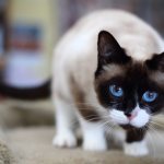 what to name a Siamese cat