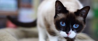 what to name a Siamese cat