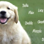 How to name a dog, name selection calculator by gender, breed and astral number