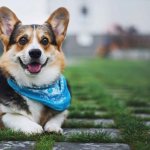 What to name a Welsh Corgi boy? (1000 nicknames) 