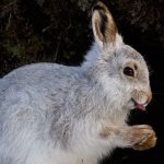 How do hares communicate with each other?