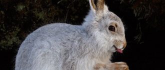 How do hares communicate with each other?