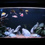 How to set up a cichlid fish