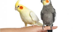 How to determine the sex of a cockatiel: sex determination methods