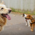 How to spot anxious dog behavior