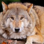 How to distinguish a wolf from a dog